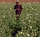 Афганистан: лидер талибов запретил выращивание мака
