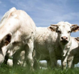 Во Франции запрещен импорт мяса с антибиотиками